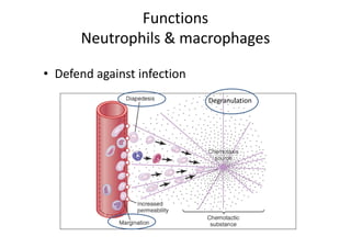 Functions
Neutrophils & macrophages
• Defend against infection
Degranulation
 