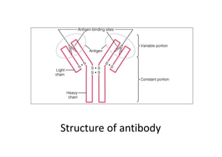 Structure of antibody
 
