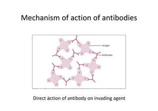 Mechanism of action of antibodies
Direct action of antibody on invading agent
 