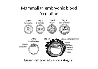 Embryonal Blood Development hematology ppt 1.pptx cardio vascular hemo | PPTX