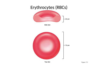 Gecko Rbcs hematology ppt 1.pptx cardio vascular hemo | PPTX
