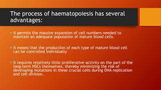 The process of haematopoiesis has several
advantages:
• It permits the massive expansion of cell numbers needed to
maintain an adequate population of mature blood cells.
• It means that the production of each type of mature blood cell
can be controlled individually
• It requires relatively little proliferative activity on the part of the
long-term HSCs themselves, thereby minimizing the risk of
developing mutations in these crucial cells during DNA replication
and cell division.
 