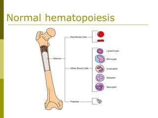 Normal hematopoiesis
 