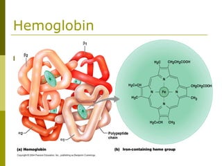 Hemoglobin
 
