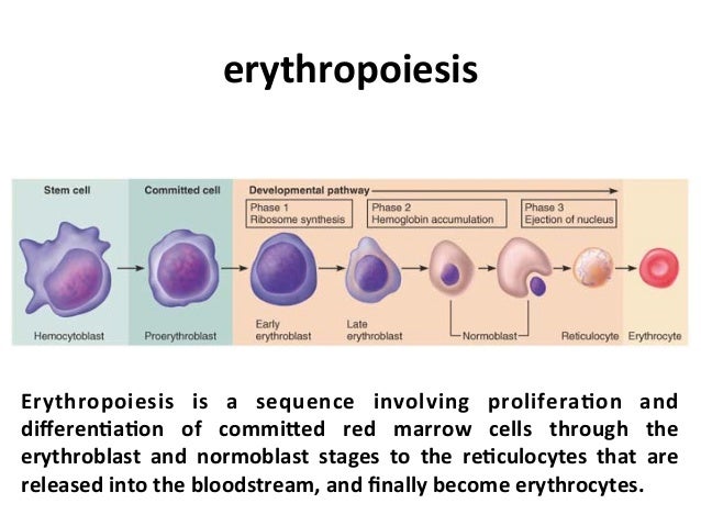 Basic Hematology