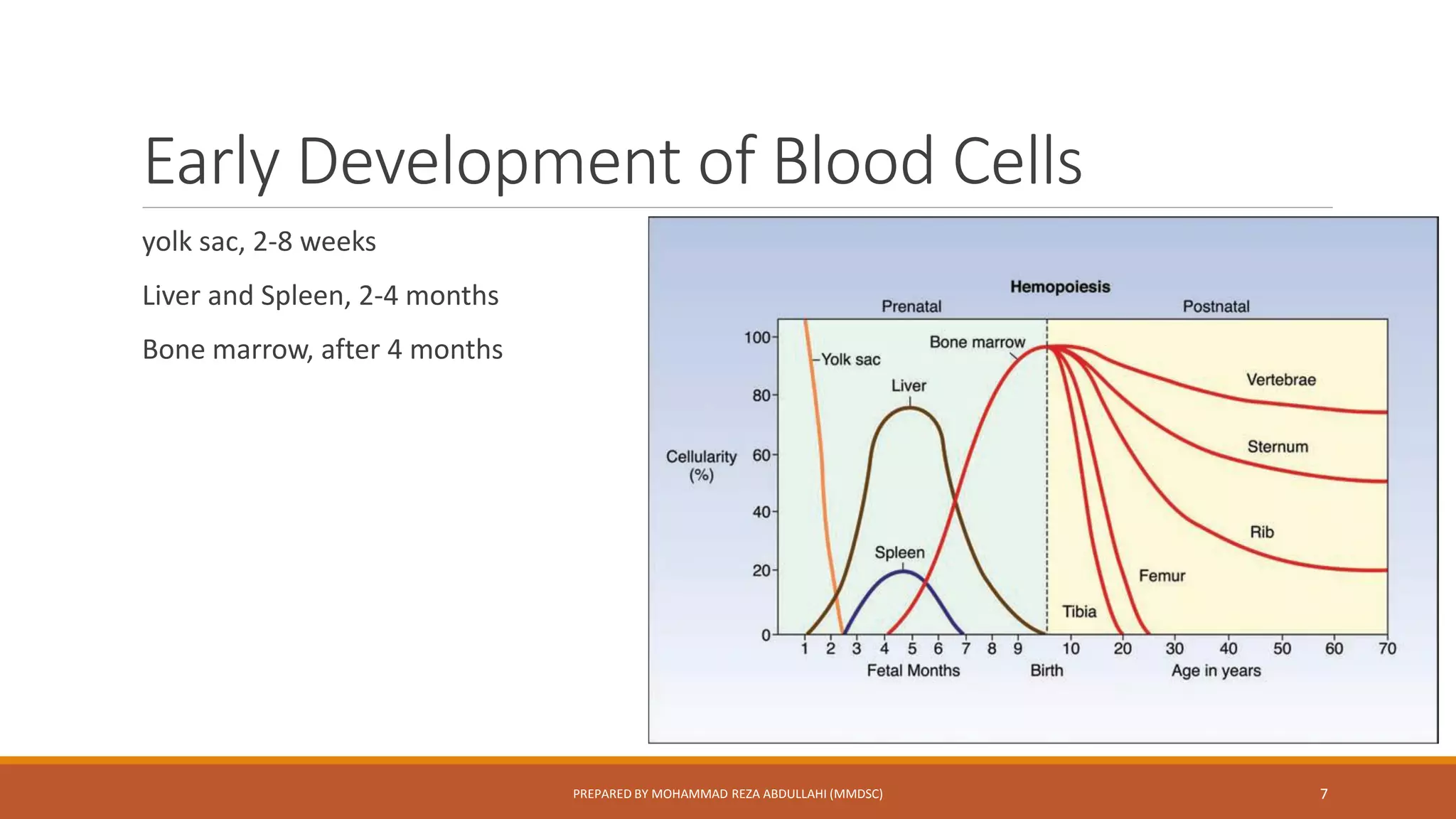 Blood Development Hematopoiesis and Erythropoiesis | PDF