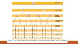 Hematopoiesis and Erythropoiesis | PDF
