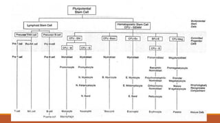 Hematopoiesis and Erythropoiesis | PDF