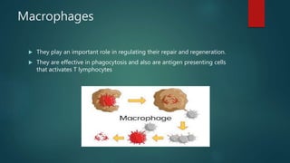 Macrophages
 They play an important role in regulating their repair and regeneration.
 They are effective in phagocytosis and also are antigen presenting cells
that activates T lymphocytes
 