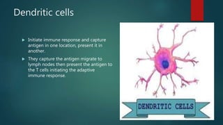 Dendritic cells
 Initiate immune response and capture
antigen in one location, present it in
another.
 They capture the antigen migrate to
lymph nodes then present the antigen to
the T cells initiating the adaptive
immune response.
 