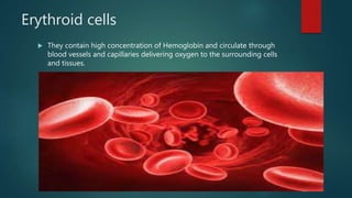 Erythroid cells
 They contain high concentration of Hemoglobin and circulate through
blood vessels and capillaries delivering oxygen to the surrounding cells
and tissues.
 