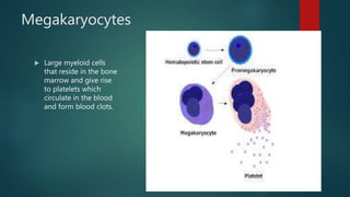 Megakaryocytes
 Large myeloid cells
that reside in the bone
marrow and give rise
to platelets which
circulate in the blood
and form blood clots.
 