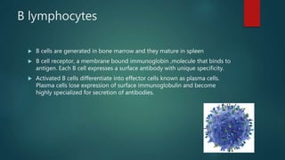 B lymphocytes
 B cells are generated in bone marrow and they mature in spleen
 B cell receptor, a membrane bound immunoglobin ,molecule that binds to
antigen. Each B cell expresses a surface antibody with unique specificity.
 Activated B cells differentiate into effector cells known as plasma cells.
Plasma cells lose expression of surface immunoglobulin and become
highly specialized for secretion of antibodies.
 