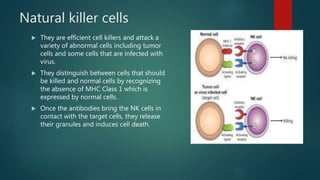 Natural killer cells
 They are efficient cell killers and attack a
variety of abnormal cells including tumor
cells and some cells that are infected with
virus.
 They distinguish between cells that should
be killed and normal cells by recognizing
the absence of MHC Class 1 which is
expressed by normal cells.
 Once the antibodies bring the NK cells in
contact with the target cells, they release
their granules and induces cell death.
 