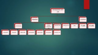 Hematopoietic stem
cells
Myeloid
Granulocytes
neutrophils Basophils Mast cells eosinophils
Myeloid
Antigen
presenting
cells
Monocytes Macrophages Dendritic cells
Erythroid cells megakaryocyte
s
Lymphoid
Natural killer
cells T cells B cells
 