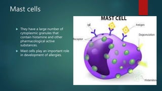 Mast cells
 They have a large number of
cytoplasmic granules that
contain histamine and other
pharmacological active
substances.
 Mast cells play an important role
in development of allergies.
 