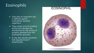 Eosinophils
 They play an important role
in defense against
multicellular parasitic
organisms
 They cluster around invading
worms and damage the
membranes by the activity of
proteins released from the
eosinophilic granules.
 It may also secrete cytokines
that regulate B and T
lymphocytes.
 