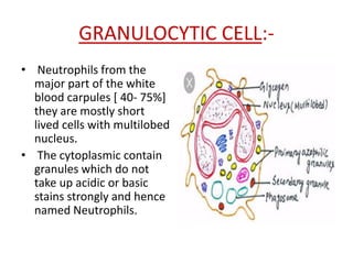 GRANULOCYTIC CELL:-
• Neutrophils from the
major part of the white
blood carpules [ 40- 75%]
they are mostly short
lived cells with multilobed
nucleus.
• The cytoplasmic contain
granules which do not
take up acidic or basic
stains strongly and hence
named Neutrophils.
 