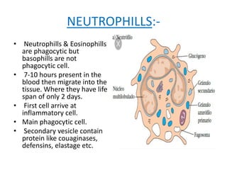 NEUTROPHILLS:-
• Neutrophills & Eosinophills
are phagocytic but
basophills are not
phagocytic cell.
• 7-10 hours present in the
blood then migrate into the
tissue. Where they have life
span of only 2 days.
• First cell arrive at
inflammatory cell.
• Main phagocytic cell.
• Secondary vesicle contain
protein like couaginases,
defensins, elastage etc.
 
