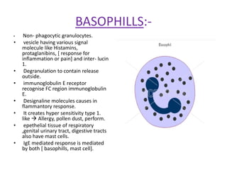 BASOPHILLS:-
• Non- phagocytic granulocytes.
• vesicle having various signal
molecule like Histamins,
protaglanibins, [ response for
inflammation or pain] and inter- lucin
1.
• Degranulation to contain release
outside.
• immunoglobulin E receptor
recognise FC region immunoglobulin
E.
• Designaline molecules causes in
flammantory response.
• It creates hyper sensitivity type 1.
like  Allergy, pollen dust, perform.
• epethelial tissue of respiratory
,genital urinary tract, digestive tracts
also have mast cells.
• IgE mediated response is mediated
by both [ basophills, mast cell].
 