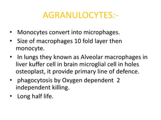 AGRANULOCYTES:-
• Monocytes convert into microphages.
• Size of macrophages 10 fold layer then
monocyte.
• In lungs they known as Alveolar macrophages in
liver kuffer cell in brain microglial cell in holes
osteoplast, it provide primary line of defence.
• phagocytosis by Oxygen dependent 2
independent killing.
• Long half life.
 