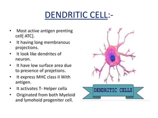 DENDRITIC CELL:-
• Most active antigen prenting
cell[ ATC].
• It having long membranous
projections.
• It look like dendrites of
neuron.
• It have low surface area due
to presence of projetions.
• It express MHC class II With
antigen.
• It activates T- Helper cella
• Originated from both Myeloid
and lymohoid progeniter cell.
 