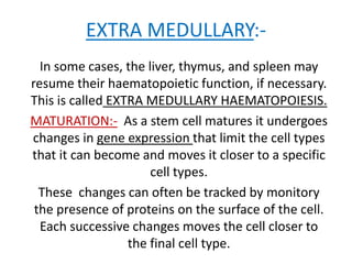 EXTRA MEDULLARY:-
In some cases, the liver, thymus, and spleen may
resume their haematopoietic function, if necessary.
This is called EXTRA MEDULLARY HAEMATOPOIESIS.
MATURATION:- As a stem cell matures it undergoes
changes in gene expression that limit the cell types
that it can become and moves it closer to a specific
cell types.
These changes can often be tracked by monitory
the presence of proteins on the surface of the cell.
Each successive changes moves the cell closer to
the final cell type.
 