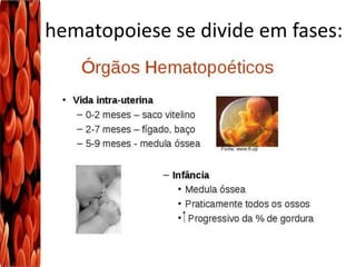 A hematopoiese se divide em fases: