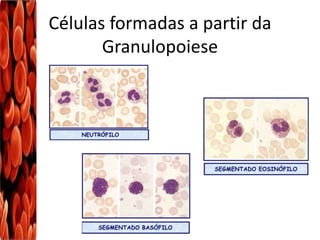 Células formadas a partir da
Granulopoiese
