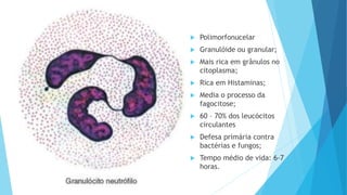  Polimorfonucelar
 Granulóide ou granular;
 Mais rica em grânulos no
citoplasma;
 Rica em Histaminas;
 Media o processo da
fagocitose;
 60 – 70% dos leucócitos
circulantes
 Defesa primária contra
bactérias e fungos;
 Tempo médio de vida: 6-7
horas.
 