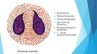  Granulócito;
 Polimorfonuclear;
 Núcleo bilobulado;
 Alto nível de
Estamina;
 Processo Alérgico e
Parasitose.
 1 – 3% do
polimorfonucleados
 
