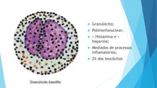  Granulócito;
 Polimorfonuclear;
 > Histamina e >
heparina;
 Mediados de processos
inflamatórios;
 2% dos leucócitos
 