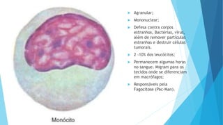  Agranular;
 Mononuclear;
 Defesa contra corpos
estranhos, Bactérias, vírus,
além de remover partículas
estranhas e destruir células
tumorais.
 2 -10% dos leucócitos;
 Permanecem algumas horas
no sangue. Migram para os
tecidos onde se diferenciam
em macrófagos;
 Responsáveis pela
Fagocitose (Pac-Man).
 