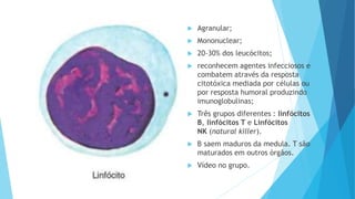  Agranular;
 Mononuclear;
 20-30% dos leucócitos;
 reconhecem agentes infecciosos e
combatem através da resposta
citotóxica mediada por células ou
por resposta humoral produzindo
imunoglobulinas;
 Três grupos diferentes : linfócitos
B, linfócitos T e Linfócitos
NK (natural killer).
 B saem maduros da medula. T são
maturados em outros órgãos.
 Vídeo no grupo.
 