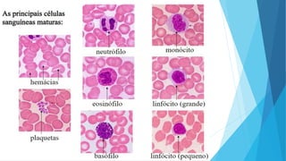 Hematopoiese aula 3.pptx