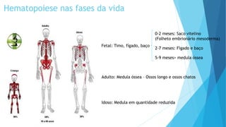 Hematopoiese nas fases da vida
Fetal: Timo, fígado, baço
0-2 meses: Saco vitelino
(Folheto embrionário mesoderma)
2-7 meses: Fígado e baço
5-9 meses> medula óssea
Adulto: Medula óssea – Ossos longo e ossos chatos
Idoso: Medula em quantidade reduzida
 