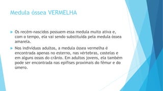 Medula óssea VERMELHA
 Os recém-nascidos possuem essa medula muito ativa e,
com o tempo, ela vai sendo substituída pela medula óssea
amarela.
 Nos indivíduos adultos, a medula óssea vermelha é
encontrada apenas no esterno, nas vértebras, costelas e
em alguns ossos do crânio. Em adultos jovens, ela também
pode ser encontrada nas epífises proximais do fêmur e do
úmero.
 