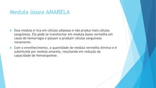 Medula óssea AMARELA
 Essa medula é rica em células adiposas e não produz mais células
sanguíneas. Ela pode se transformar em medula óssea vermelha em
casos de hemorragia e passam a produzir células sanguíneas
novamente.
 Com o envelhecimento, a quantidade de medula vermelha diminui e é
substituída por medula amarela, resultando em redução da
capacidade de hematopoiese.
 