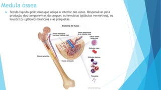 Medula óssea
 Tecido líquido-gelatinoso que ocupa o interior dos ossos. Responsável pela
produção dos componentes do sangue: as hemácias (glóbulos vermelhos), os
leucócitos (glóbulos brancos) e as plaquetas.
 
