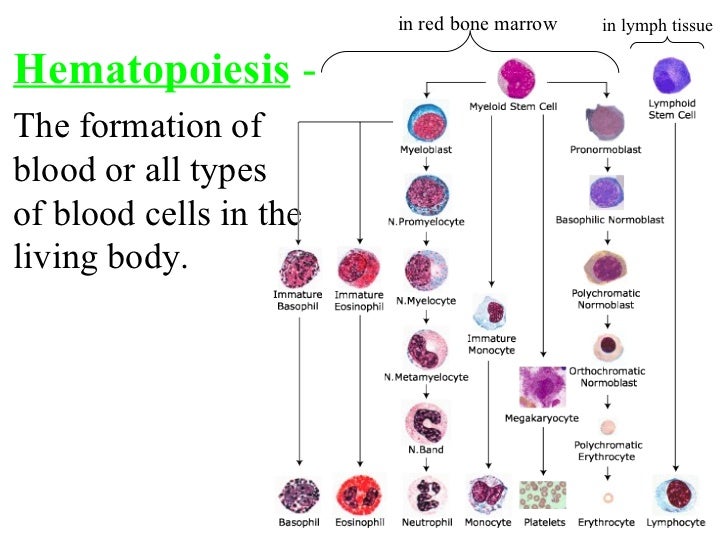 hematopoiesis hematopoiesis