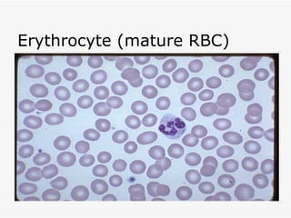 Erythrocyte (mature RBC)
 