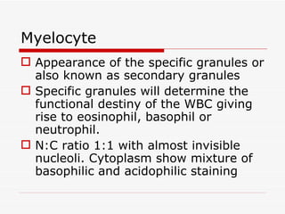 Myelocyte
 Appearance of the specific granules or
  also known as secondary granules
 Specific granules will determine the
  functional destiny of the WBC giving
  rise to eosinophil, basophil or
  neutrophil.
 N:C ratio 1:1 with almost invisible
  nucleoli. Cytoplasm show mixture of
  basophilic and acidophilic staining
 
