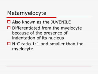Metamyelocyte
 Also known as the JUVENILE
 Differentiated from the myelocyte
  because of the presence of
  indentation of its nucleus
 N:C ratio 1:1 and smaller than the
  myelocyte
 