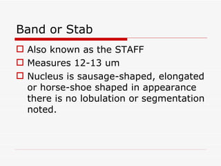 Band or Stab
 Also known as the STAFF
 Measures 12-13 um
 Nucleus is sausage-shaped, elongated
  or horse-shoe shaped in appearance
  there is no lobulation or segmentation
  noted.
 