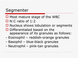 Segmenter
  Most mature stage of the WBC
  N:C ratio of 1:2
  Nucleus shows lobulation or segments
  Differentiated based on the
   appearance of its granules as follows:
- Eosinophil – reddish-orange granules
- Basophil – blue-black granules
- Neutrophil – pink-tan granules
 