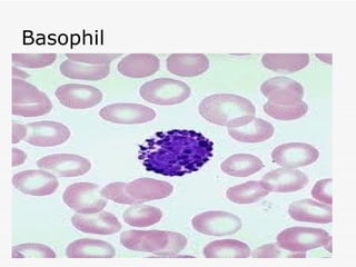 Basophil
 