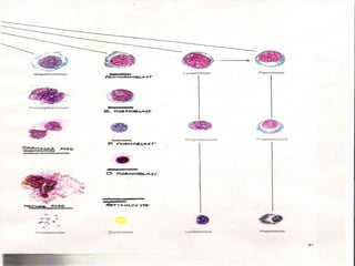 Hematopoiesis