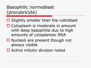 Basophilic normoblast
(prorubricyte)
 Slightly smaller than the rubriblast
 Cytoplasm is moderate in amount
  with deep basophilia due to high
  amounts of cytoplamsic RNA
 Nucleoli are present though not
  always visible
 Active mitotic division noted
 
