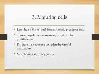 3. Maturing cells
• Less than 95% of total hematopoietic precursor cells
• Transit population, numerically amplified by
proliferation
• Proliferative sequence complete before full
maturation
• Morphologically recognizable
 