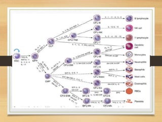 Hematopoiesis
